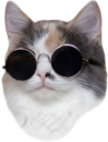 chillcat static emote