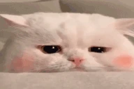 Sadly emote