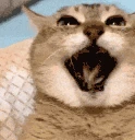 LOCKEDIN emote