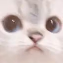 WeirdCat emote