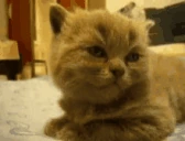 sleepy emote
