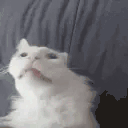 funnywhitecat9 animated emote
