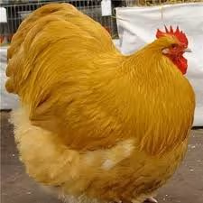 fatchicken emote