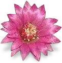flower_cactus emote