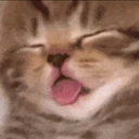 dead emote