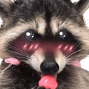 raccoon emote