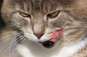 lick emote