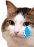 kiisu_cry emote