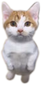 Jeremy emote