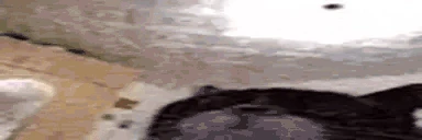 toWide emote