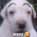 waos emote