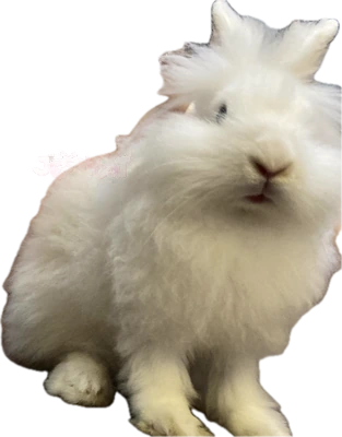 whitebunnyofme emote