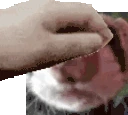 petferret emote