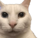 cannyCat emote