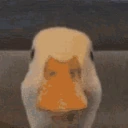 QUACK emote