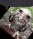 Bird emote