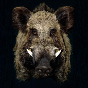 omegs avatar