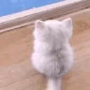catWait emote