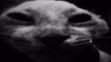 vdd emote
