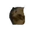 oiiaooiia emote