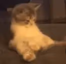 noKok emote