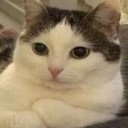 bukhtelka emote