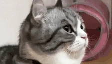 Zaebok emote