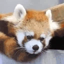 redpandaYAWN emote