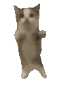 happicat emote