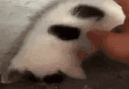 xqcL emote