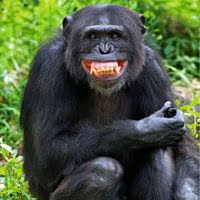 happymonke emote
