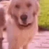uncomfortable_dog emoji