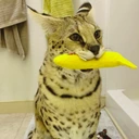 BananaSogga emote
