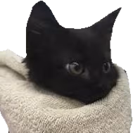 cat_blanket sticker