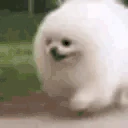 dogRun emote