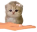 kitten emote
