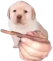 QUIERES emote