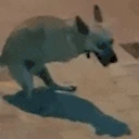 Cuco emote