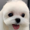 pp emote