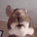 Rabbit emote