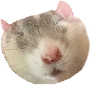 Sleeping_Rat emote