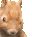 NutJam animated emote