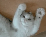 catBye emote