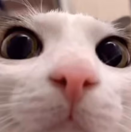 Cat_mem222 emote