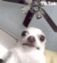 chiwawicinto animated emote