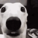 dogshivers emote