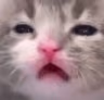 SadKitty emote