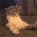 COCK emote