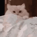 catBang emote