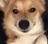 Doggo_Wink emote